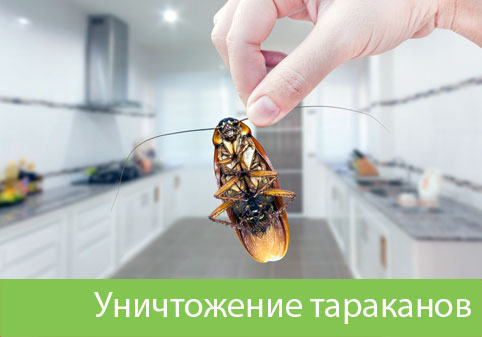Уничтожение тараканов в городе Домодедово